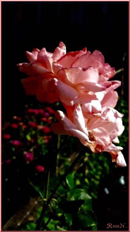 Dollar Photoes Rose Meravigliose