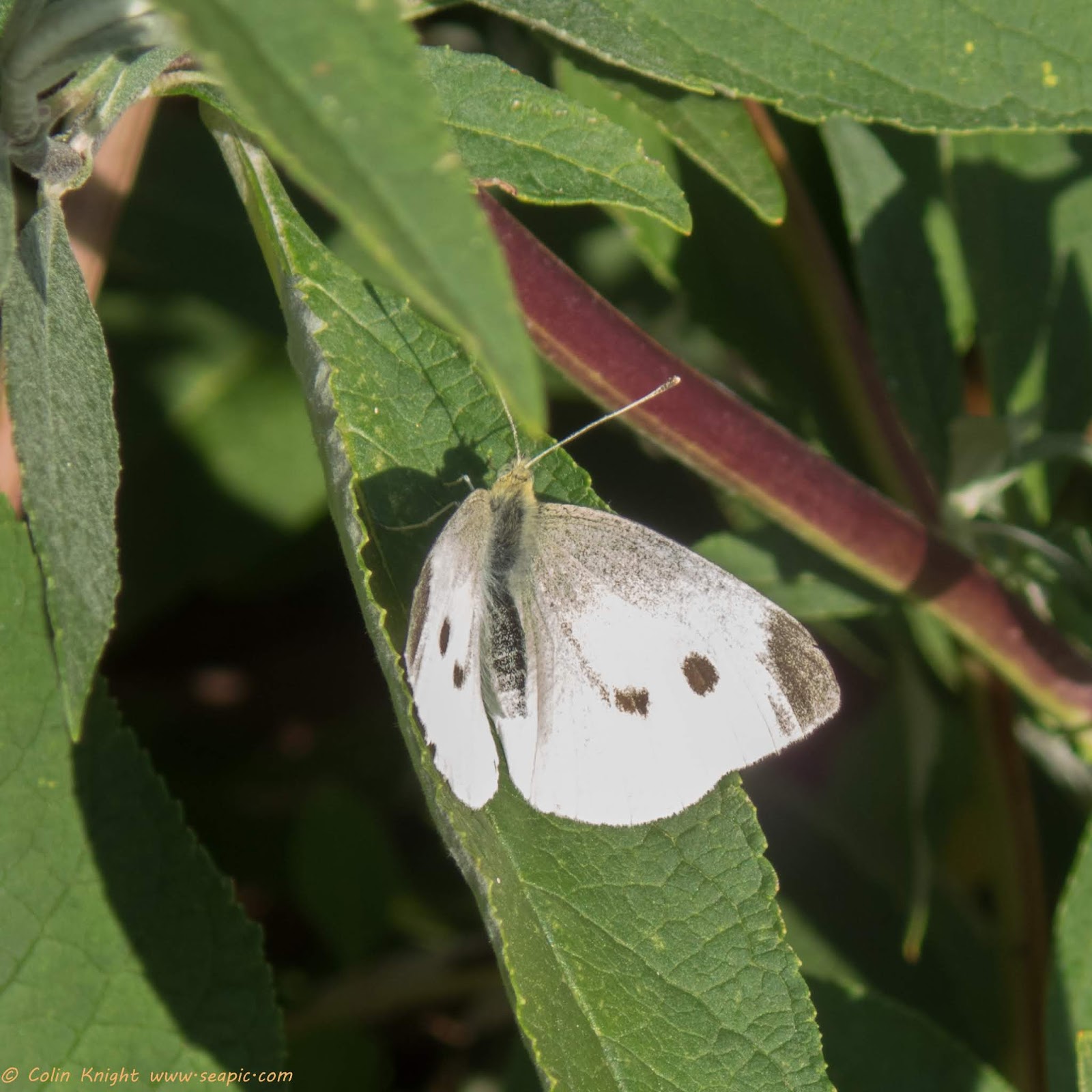 Butterflies Of Vietnam February 2017