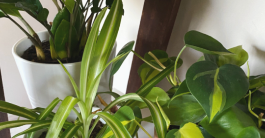Champagne & Postcards: A travel and lifestyle blog: Winter Houseplant ...