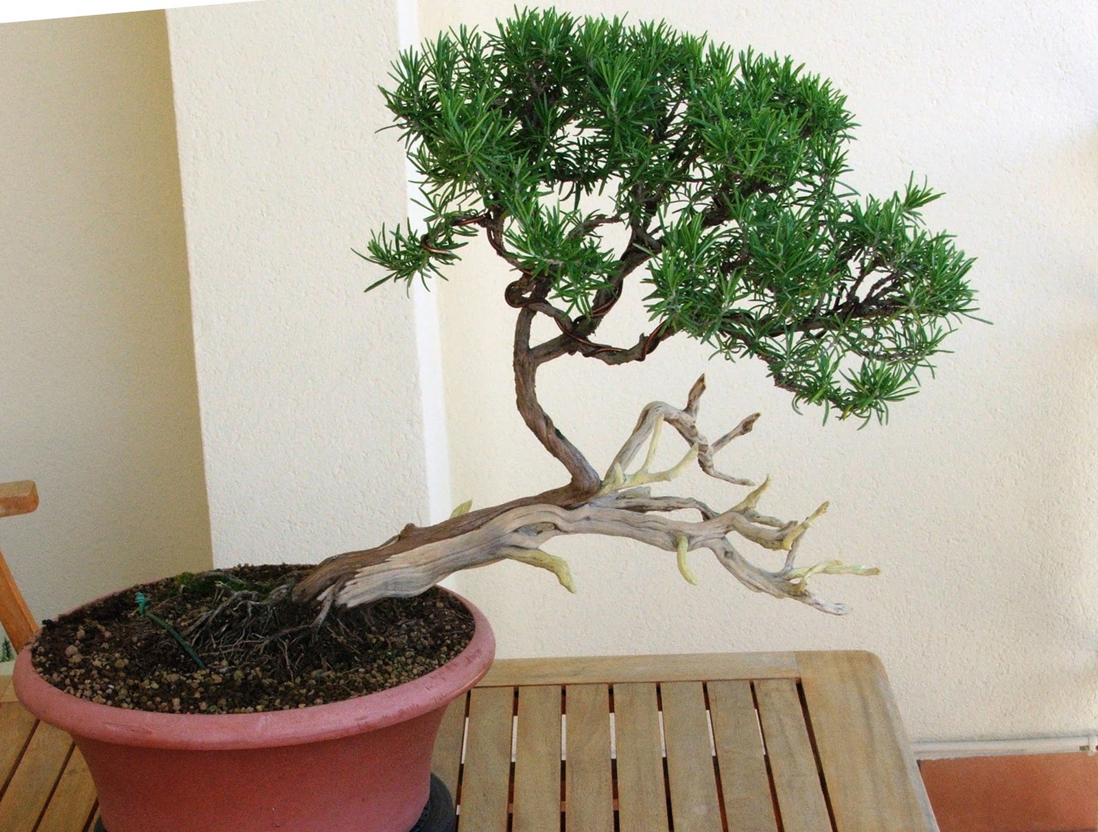 Evoluzione Bonsai Bonsai Di Rosmarino Rosmarinus Officinalis Rosemary