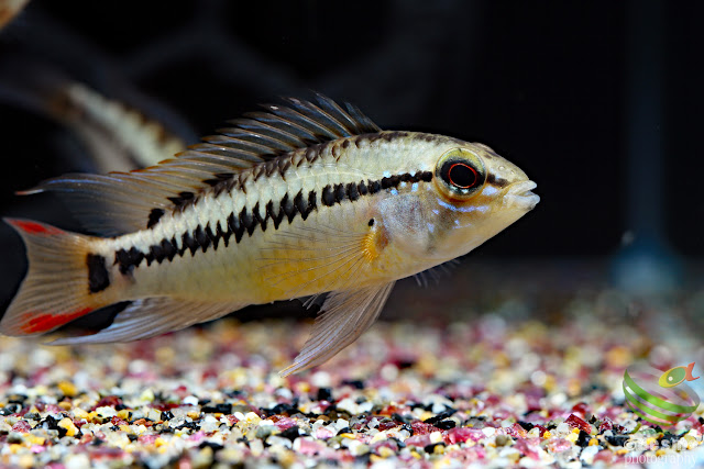 Apistogramma sp. rotflecken