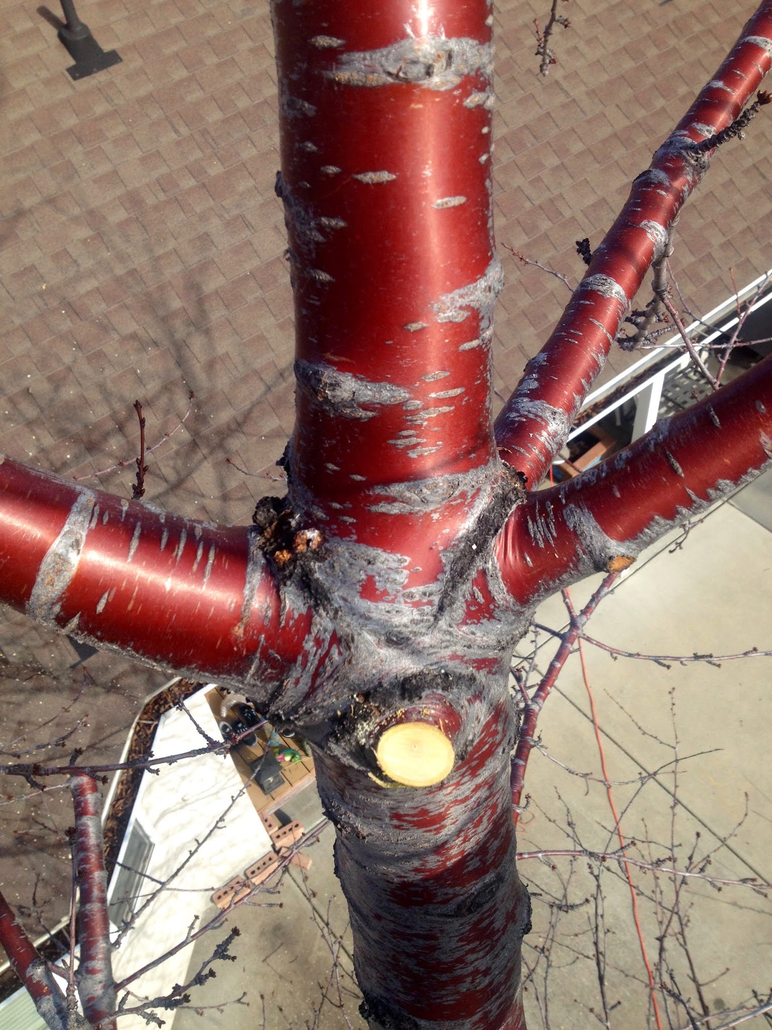 Fruit Tree Pruning at Its Best How to Prune Sweet Cherries