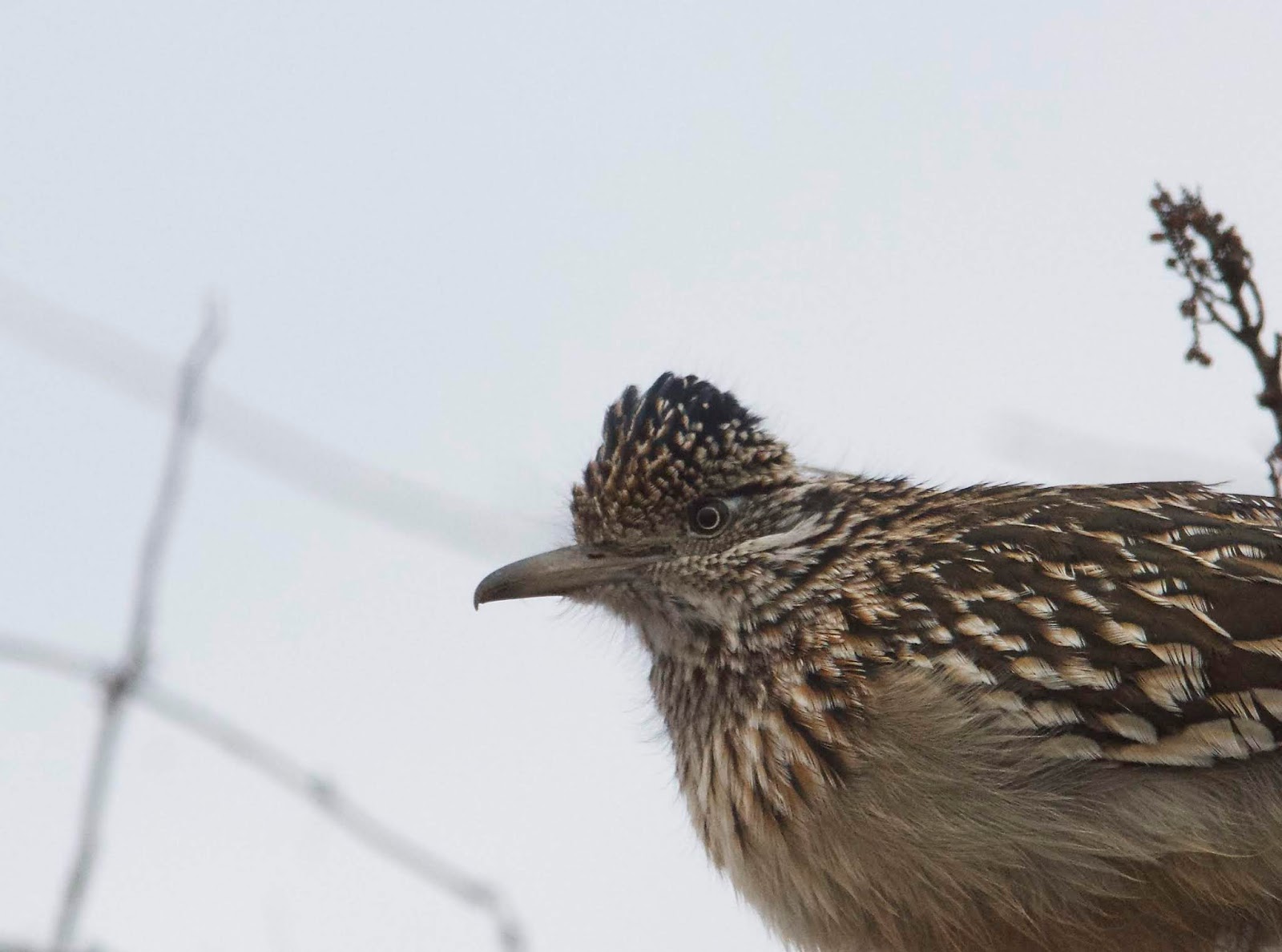 PHOTOGRAPHY BY DEB HIRT Oklahoma Breeding Bird Species Profile