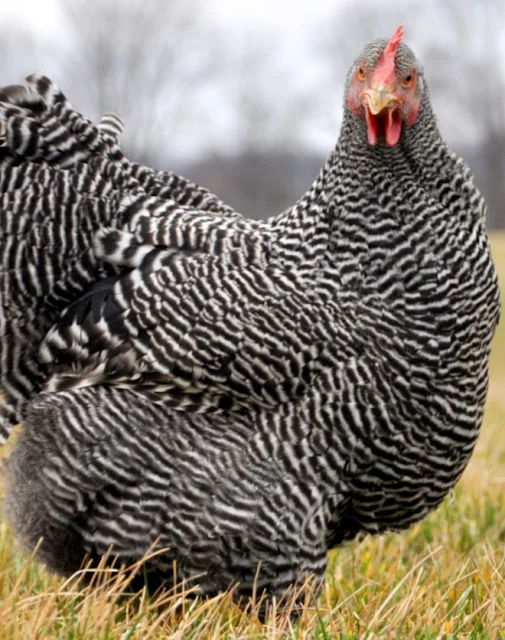 barred plymouth rock chicken
