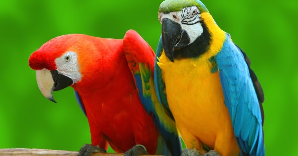 Bán Chim Vẹt Thông Minh Dạy Biết Nói Mọi Lứa Tuổi - Nobipet