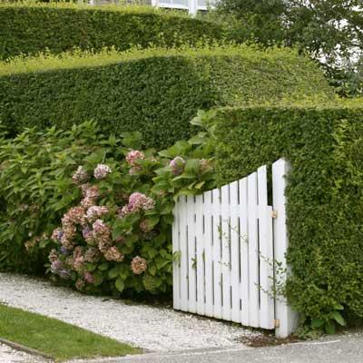 Fantasy Nursery Hedges