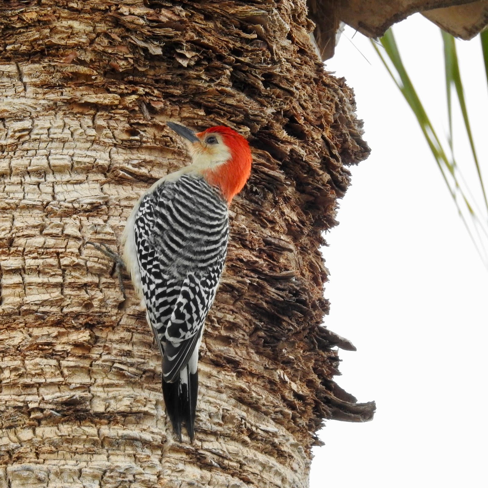 Wildewood Wonders: Red-bellied Woodpeckers' mating ritual