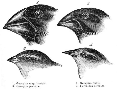 Burung Finch Dikepulauan Galapagos Menurut Sejaraj Evolsinya Berasal Dari Amerika Selatan Setelah Beberapa Generasi Paruh Burung Menujukan Variasi Pada Bentuk Dan Ukuran Proses Terjadinya Variasi Pada Paruh Burung Finch Adalah