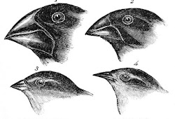 Burung finch dikepulauan Galapagos menurut sejaraj evolsinya berasal dari  Amerika Selatan. Setelah beberapa generasi paruh burung menujukan variasi  pada bentuk dan ukuran. Proses terjadinya variasi pada paruh burung finch  adalah .... -