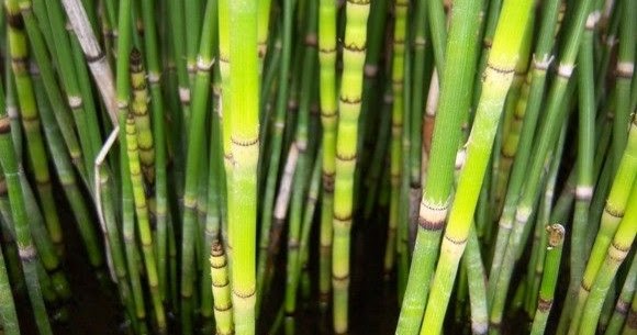 Tanaman Hias Cantiknya Tanaman Hias Bambu Air Untuk Taman Rumah