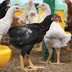  Cara Budidaya Ayam Joper, Peluang Bisnis yang Menguntungkan !!