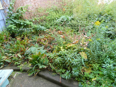 Toronto Little Italy Fall Front Garden Cleanup Before by Paul Jung Gardening Services--a Toronto Gardening Company Toronto Little Italy Fall Front Garden Cleanup Before by Paul Jung Gardening Services--a Toronto Gardening Company