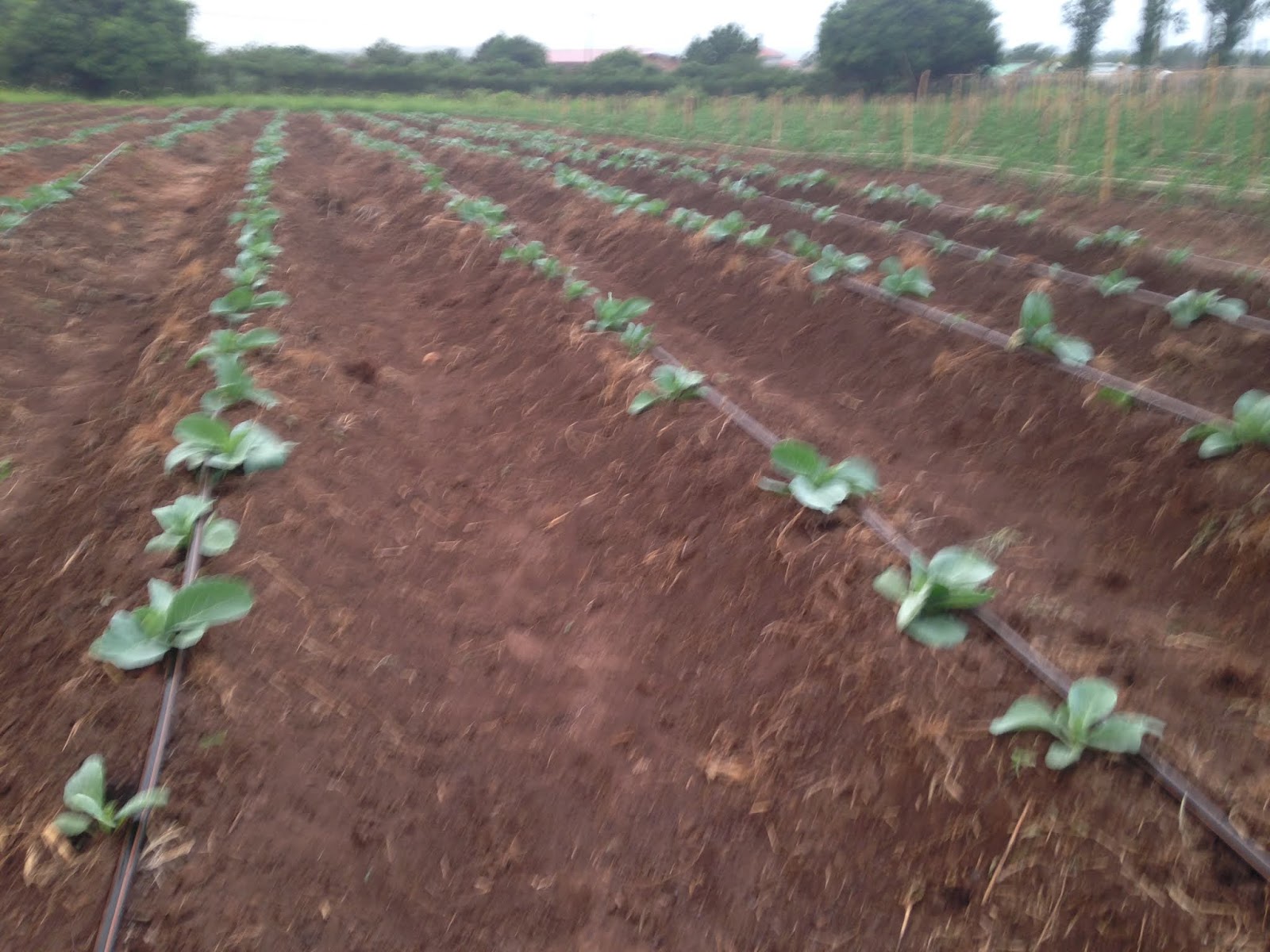 Burkhardts In Mosambik 2019