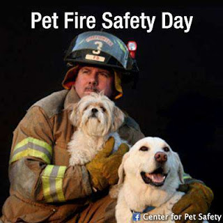 National Pet Fire Safety Day HD Pictures, Wallpapers