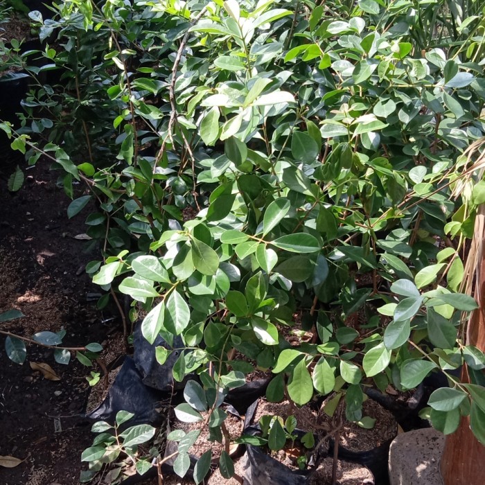 jambu ceri guana Bunguran Tengah