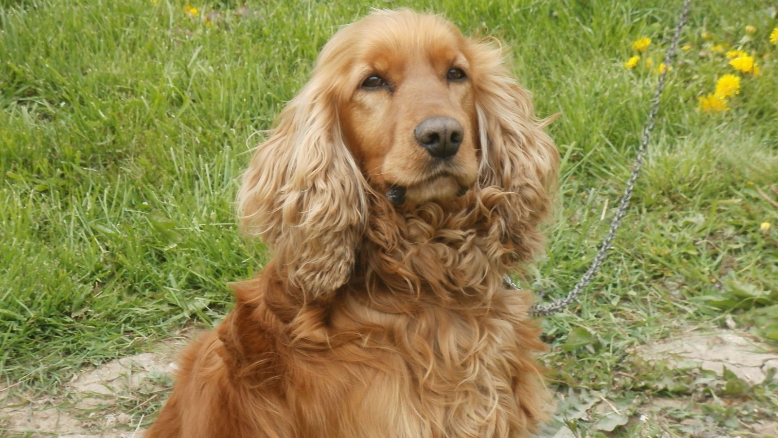 İngiliz Cocker Spaniel Köpeklerin Özellikleri ve Bakımı Nelerdir?