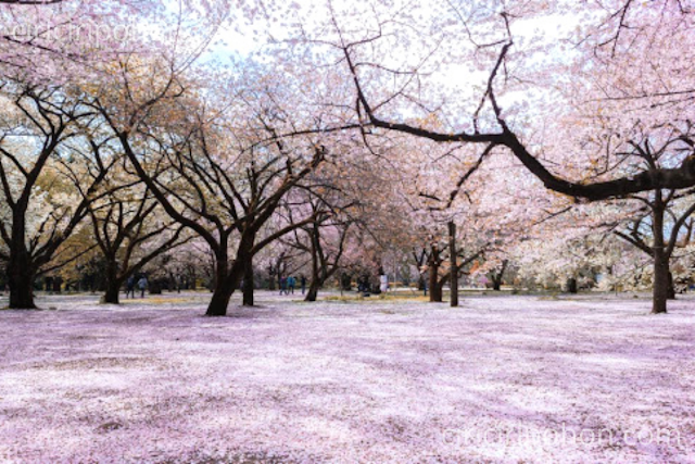 Ciri Ciri Pohon Wisata Bunga Sakura