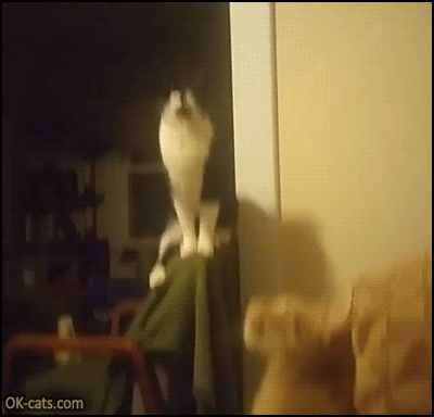 Funny Cat GIF • Agile cat catching 2 catnip bubbles. Gotcha! Gotcha! [ok-cats.com]