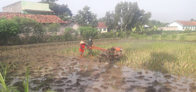 Gunakan Traktor, Babinsa Kaloran Bajak Sawah