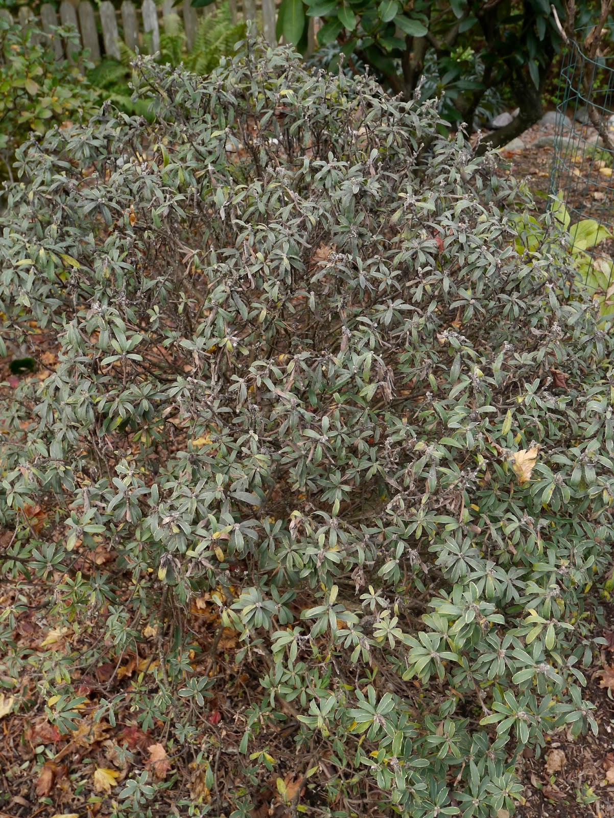 Late To The Garden Party