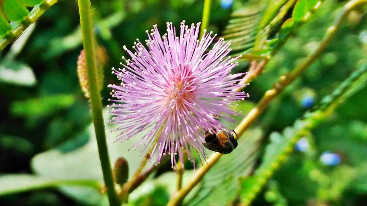 serangga madu dan bunga rumput liar hasil foto kamera zenfone laser
