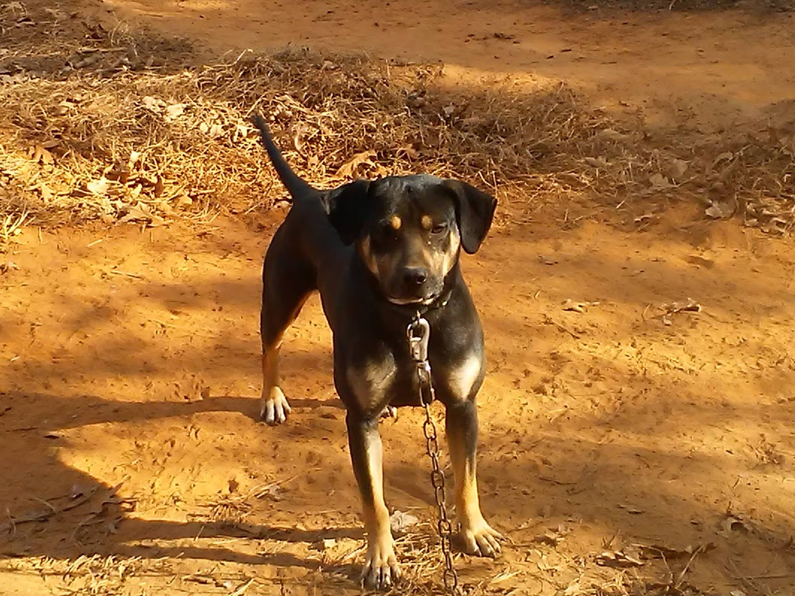 The Catahoula Hog Dog The Right Stuff Speaking