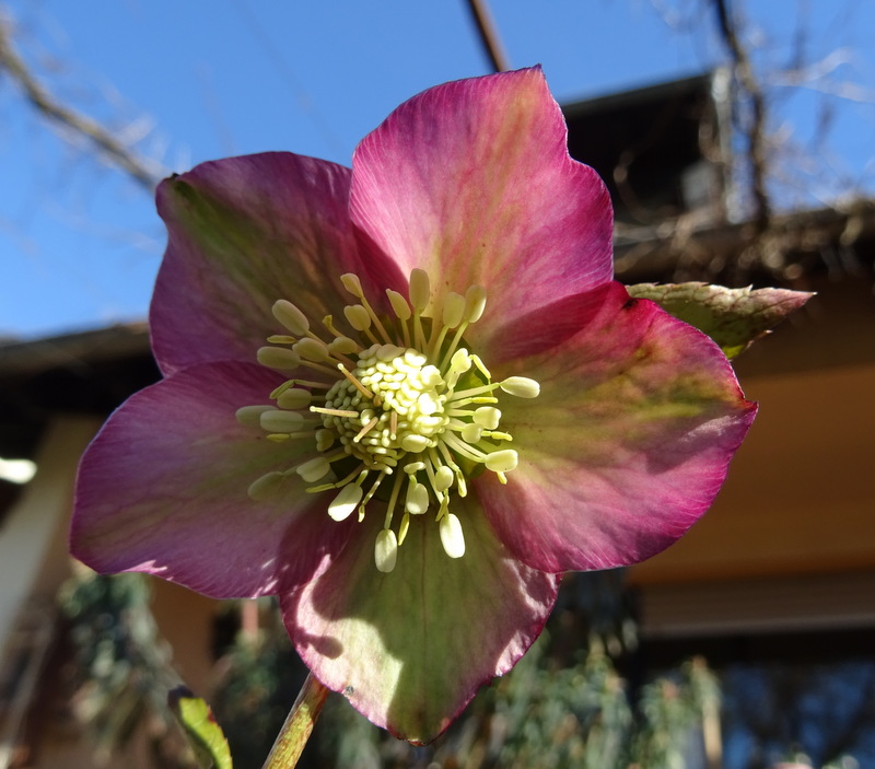 Gartenführer Rheinhessen Christrosen und Lenzrosen