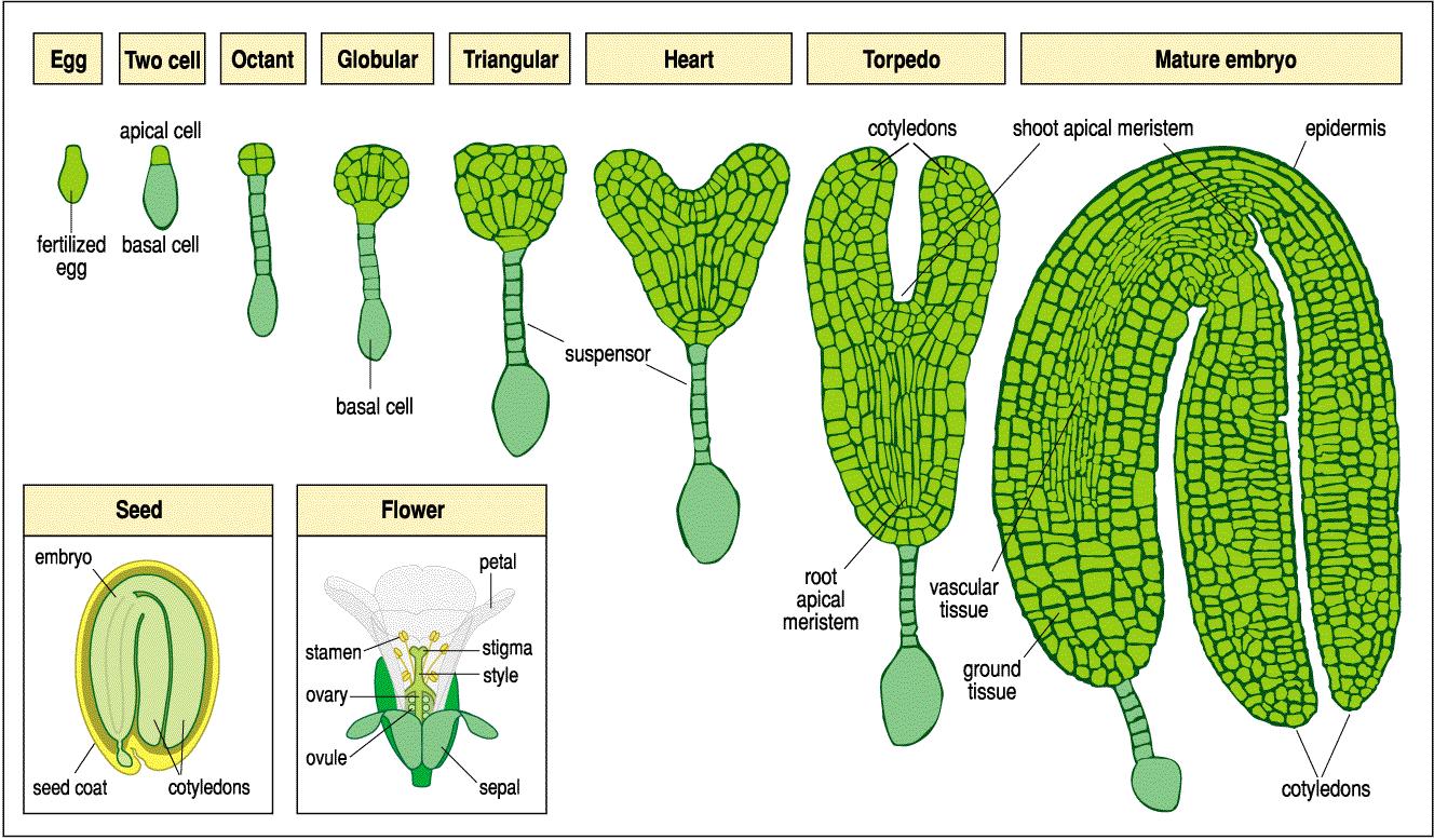 BioShare: Pollination and Development of Plant Embyo