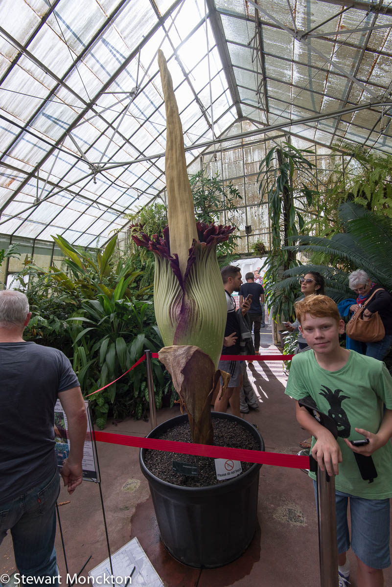 Paying Ready Attention - Photo Gallery: The Worlds Largest Flower