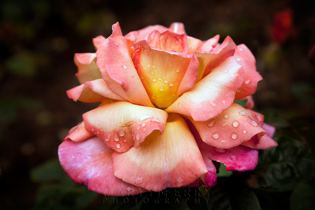 Beautiful rose in the Blenheim Palace Rose Garden by Martyn Ferry Photography