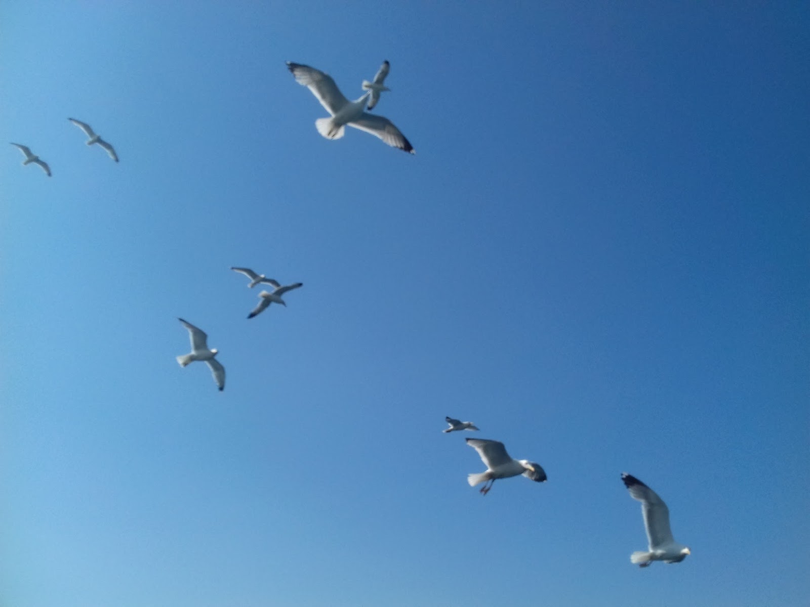 Seagulls Flying Under The Blue Sky