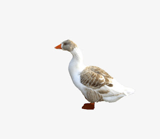 pngtree-duck-pictures-png-clipart_2005700