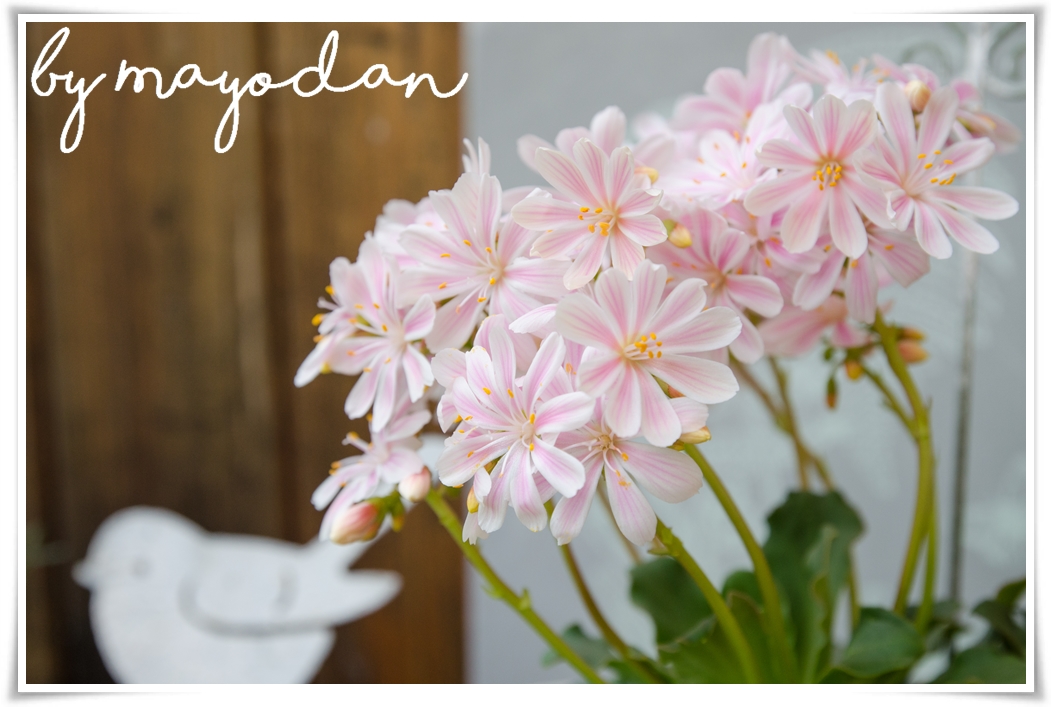 White And Shabby Marz 2015