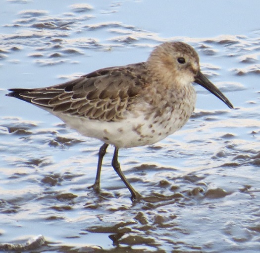 Curlew Sandpiper