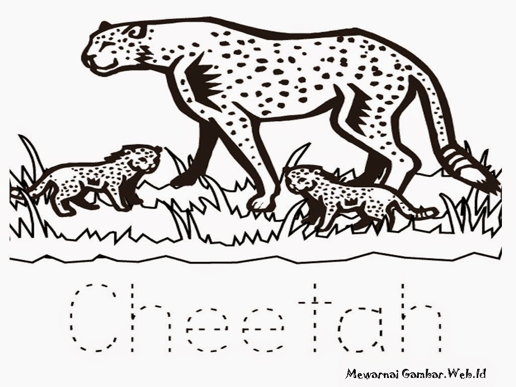 Mewarnai Gambar Cheetah Mewarnai Gambar