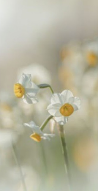 Fondos de Flores Blancas