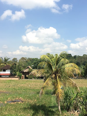 田んぼと椰子の木
