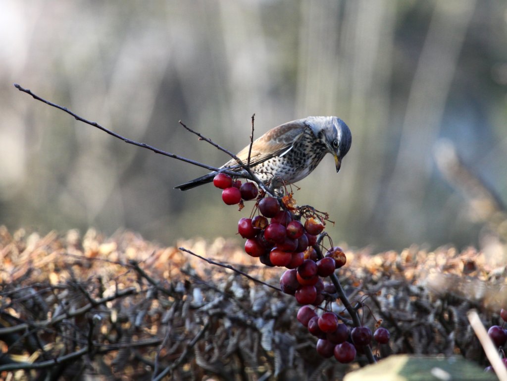 Bird In Everything Fruits For Birds