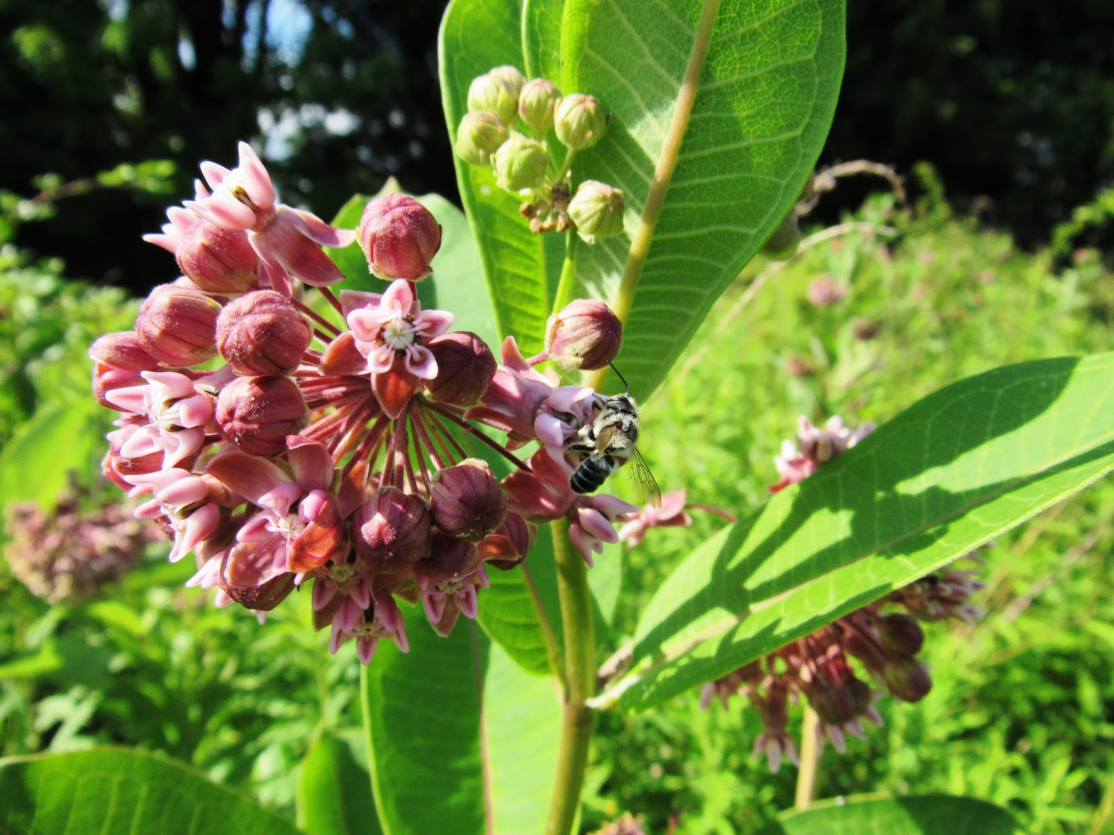the common milkweed Blooms & Edible Columbus