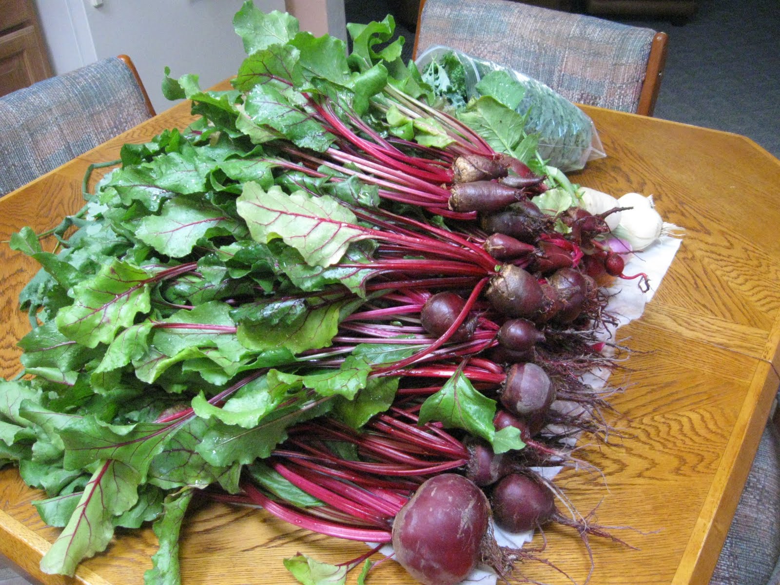 Hotspot Gardening in the Desert Winter veggie harvest, beets, turnips