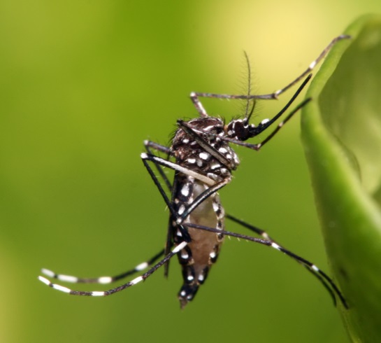 The Aedes mosquitoes causes the Zika virus.