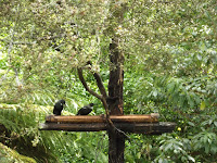 Tui birds on nectar feeder, Te Kainga Marire, NZ - by Denise Motard, Feb. 2013