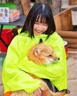 The mistreated under the conservation label of Japanese fox village