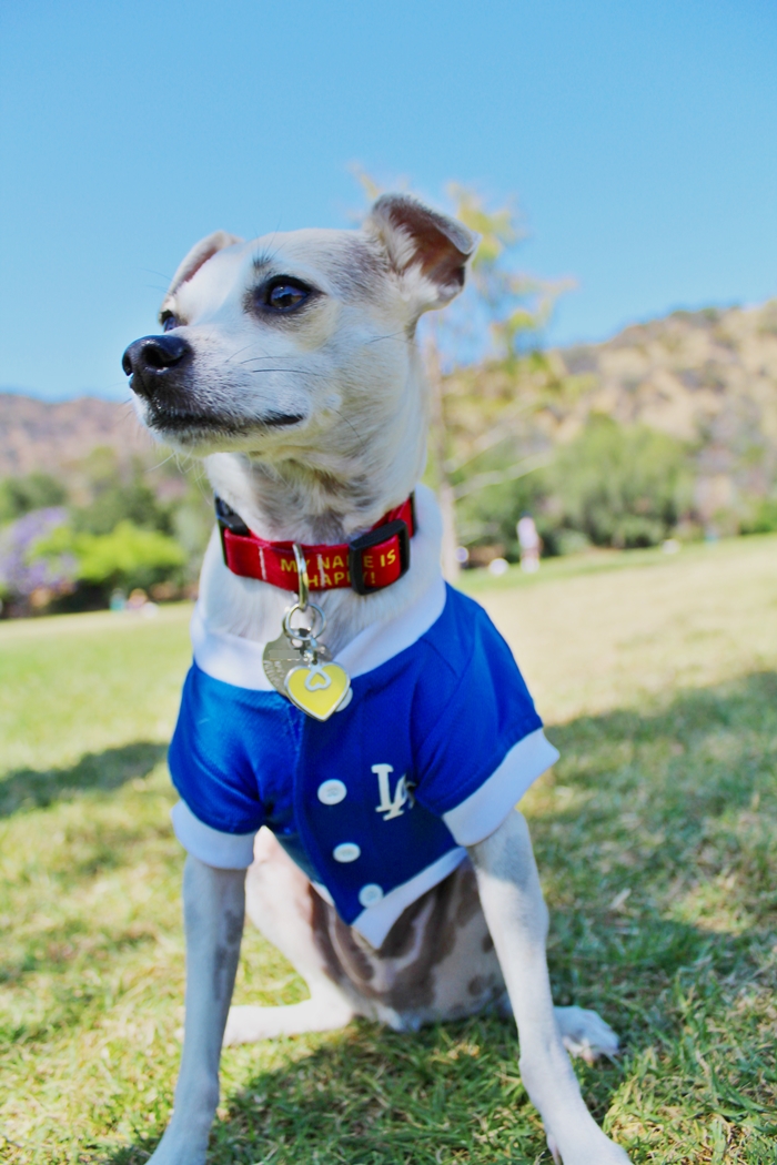 HAPPYHAZEL The Dodger Dog in Hollywood! Review