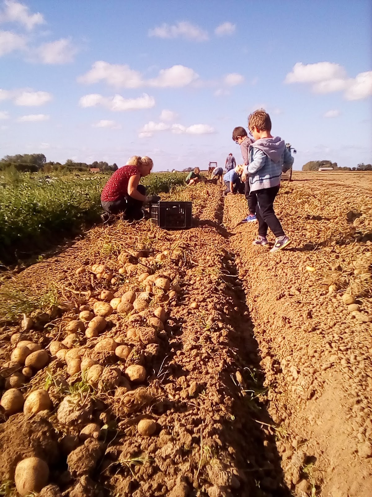 AMAP les Champs Penel Ramassage des pommes de terre