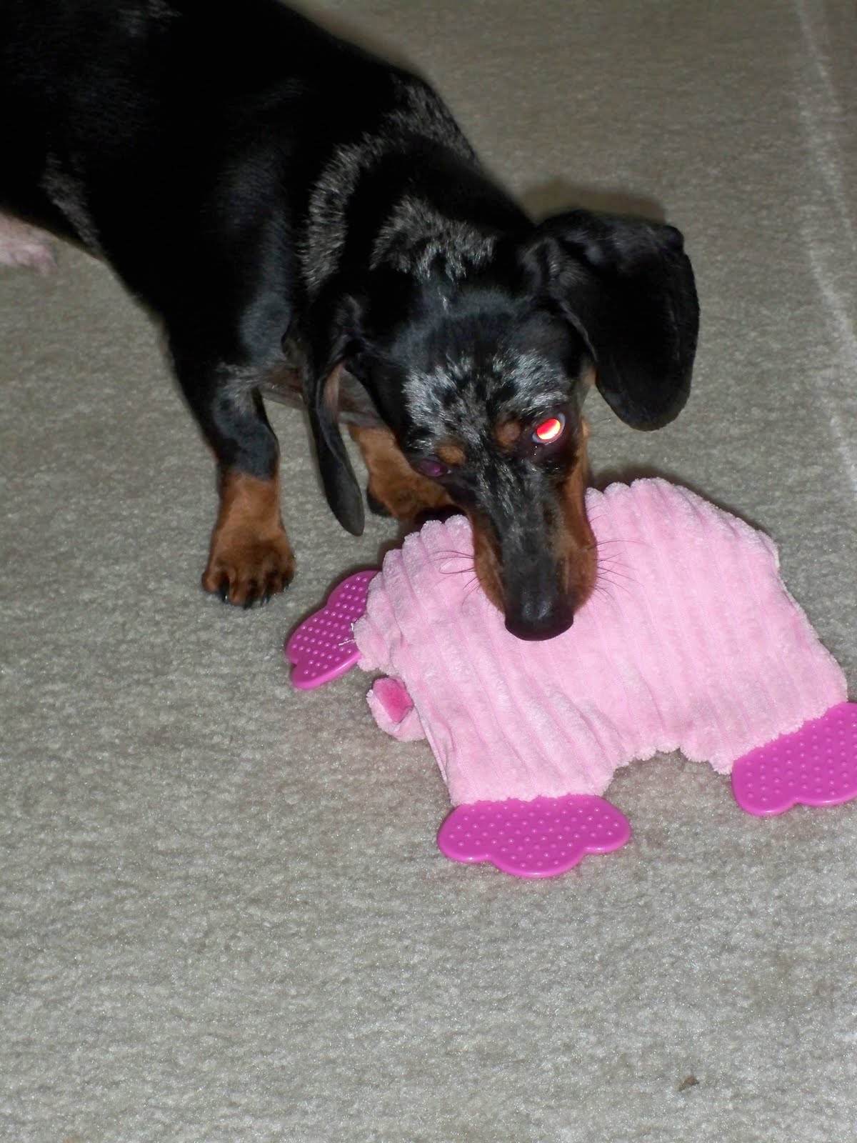 Rosenbergh Fam Weiner Dogs on Wednesday