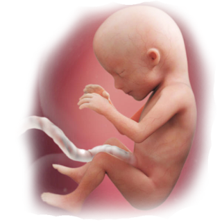 Baby Development in 15th week of Pregnancy