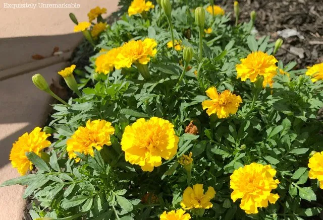 Yellow Marigold Flowers