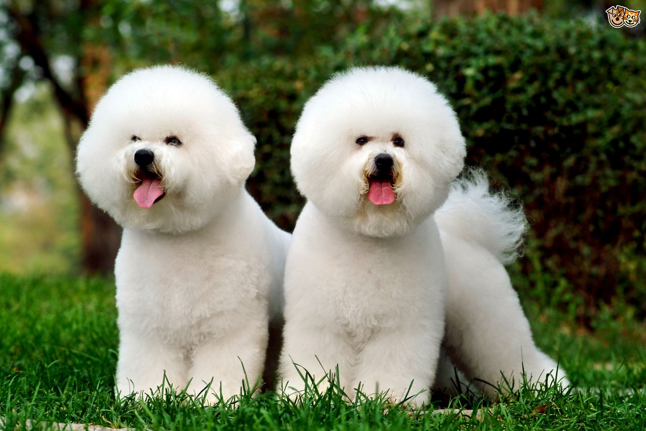 Great How Often Should You Get Your Dog Groomed of the decade Check it out now 