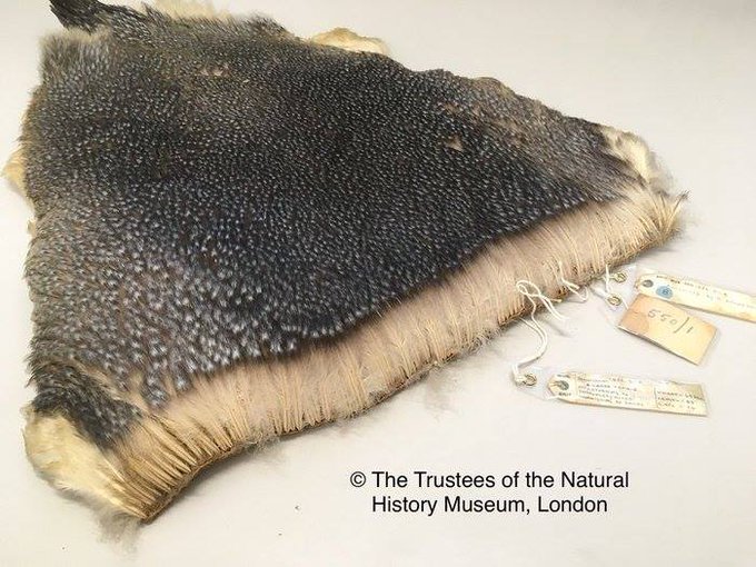anna maria Emperor Penguin's fur skin